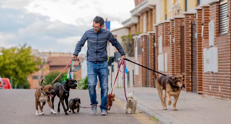 Der perfekte Tagesausflug & gemütliche Aufenthalt Ihres Haustiers Hundeausführ & Haustierbetreuung